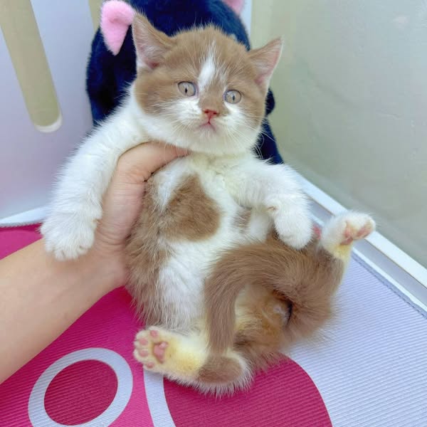 British Shorthair