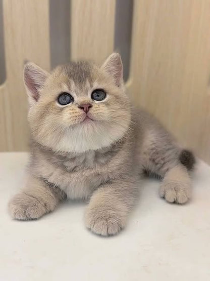 British Shorthair