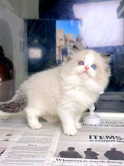 Ragdoll