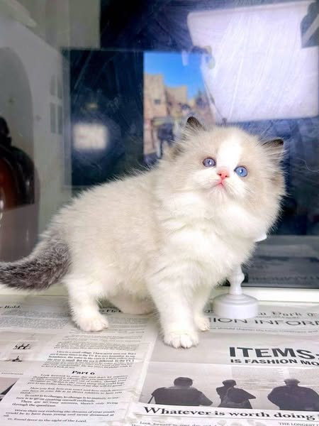 Ragdoll