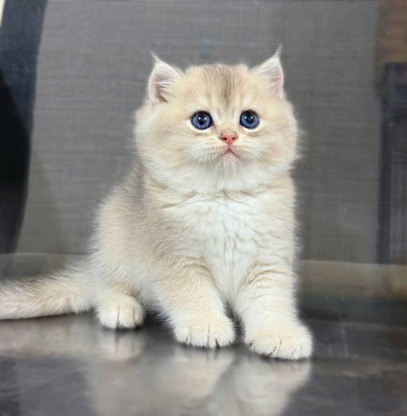 British Shorthair