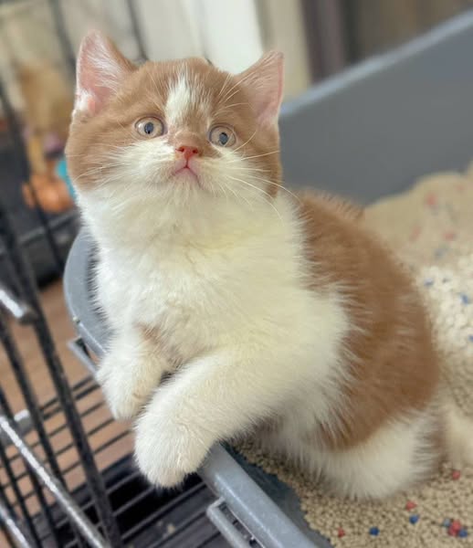 British Shorthair