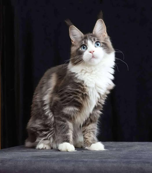 Maine Coon