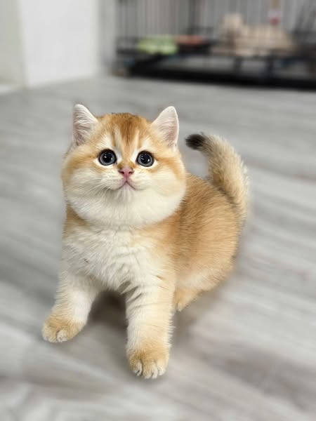 British Shorthair