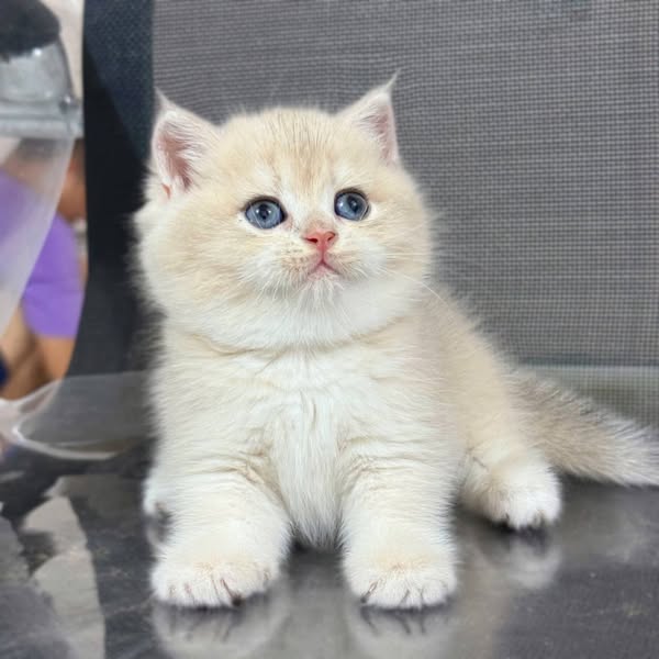 British Shorthair