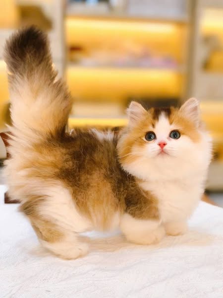 Munchkin Longhair