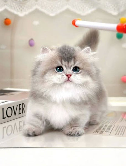 Munchkin Longhair