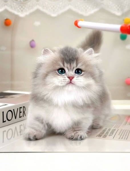 Munchkin Longhair