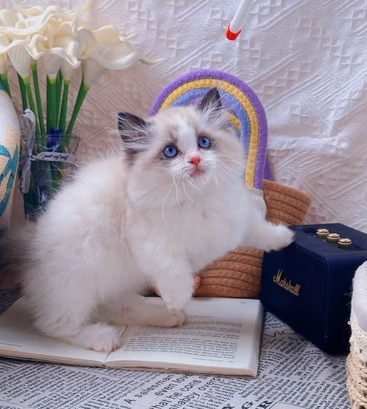 Ragdoll