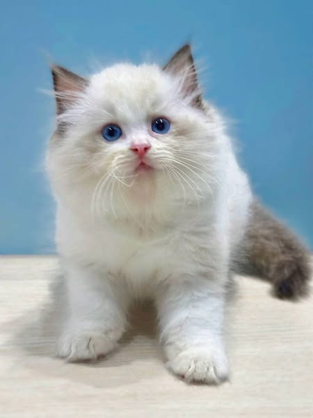 Ragdoll