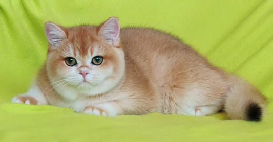 British Shorthair