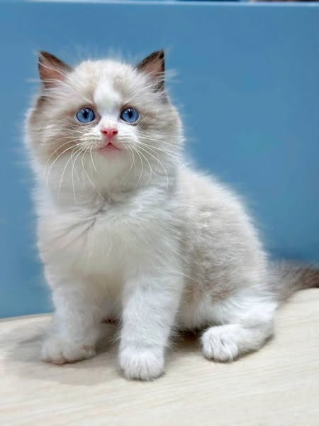 Ragdoll