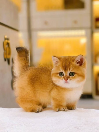 Munchkin