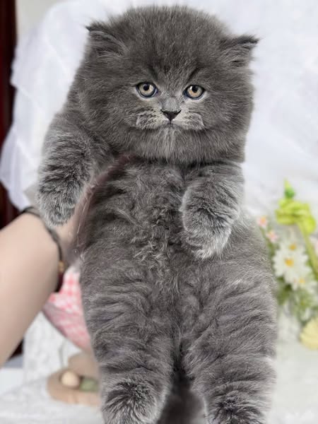British Longhair