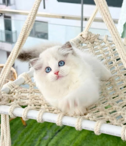 Ragdoll