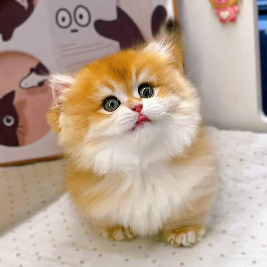 Munchkin Longhair