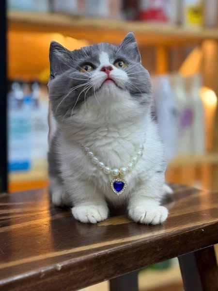 Munchkin