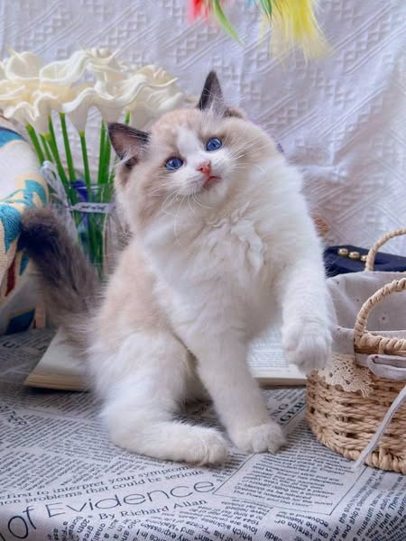 Ragdoll