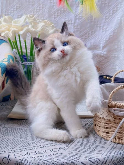 Ragdoll