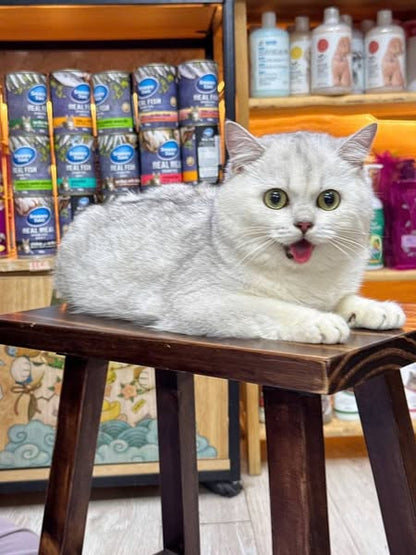 British Shorthair