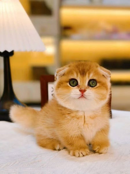 Munchkin Fold