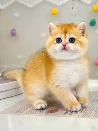 British Shorthair