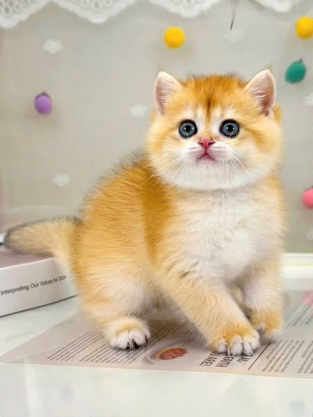 British Shorthair