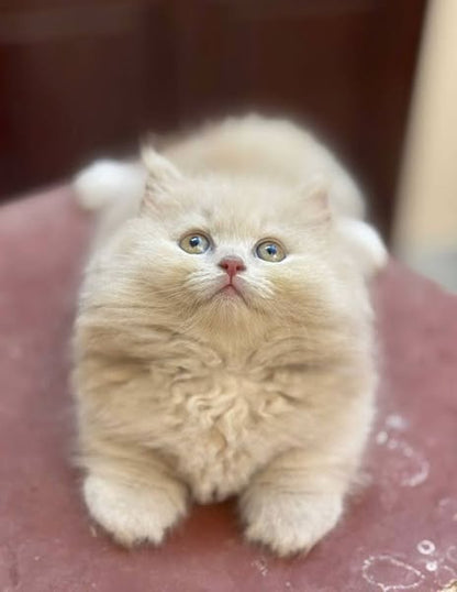 Munchkin Longhair