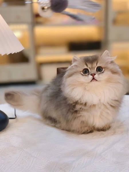 Munchkin Longhair