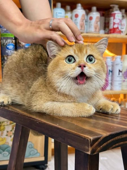 British Shorthair