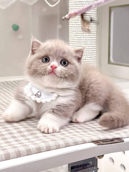 Munchkin