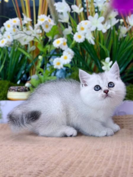 British Shorthair