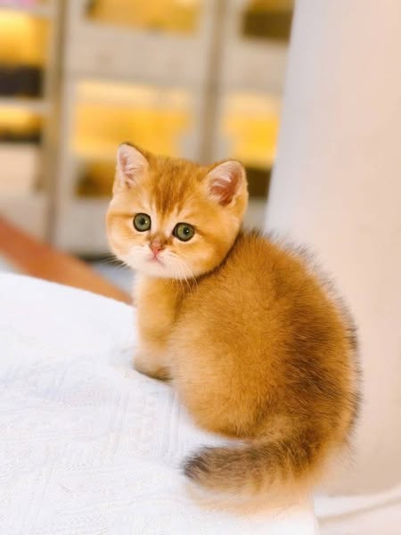 Munchkin