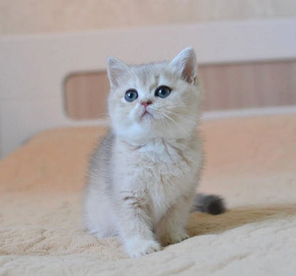 British Shorthair