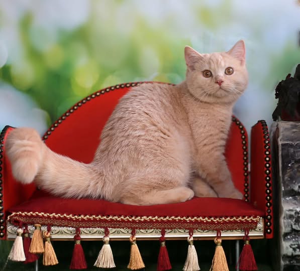 British Shorthair