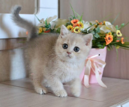 British Shorthair