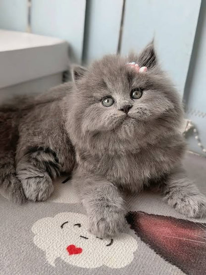 British Longhair