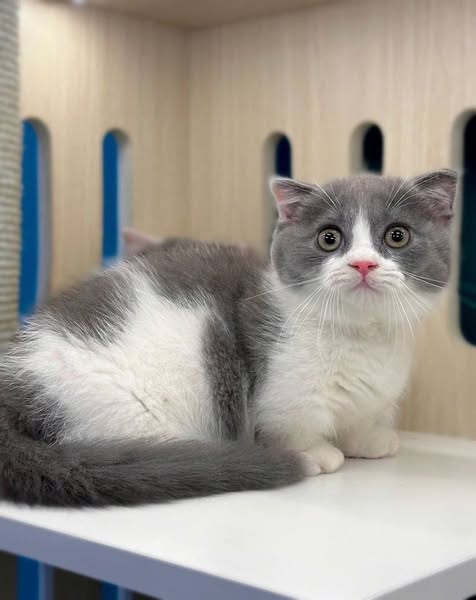 Munchkin Fold