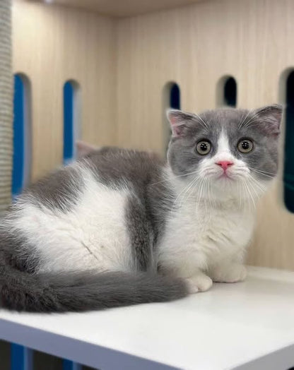 Munchkin Fold