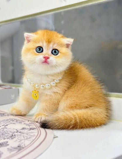 Scottish Fold