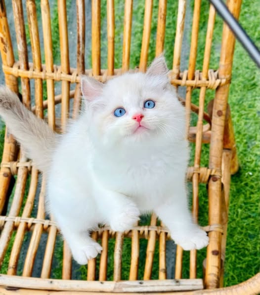 Ragdoll