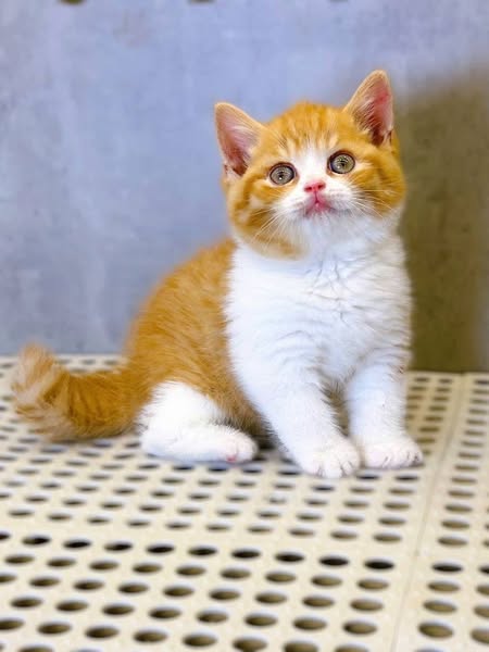 British Shorthair