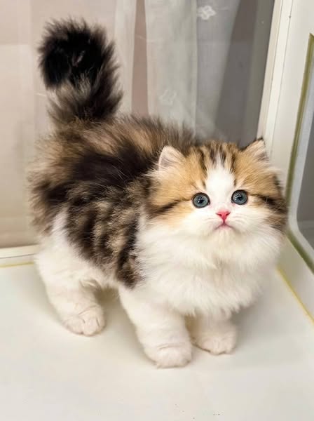 British Longhair