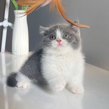 Munchkin