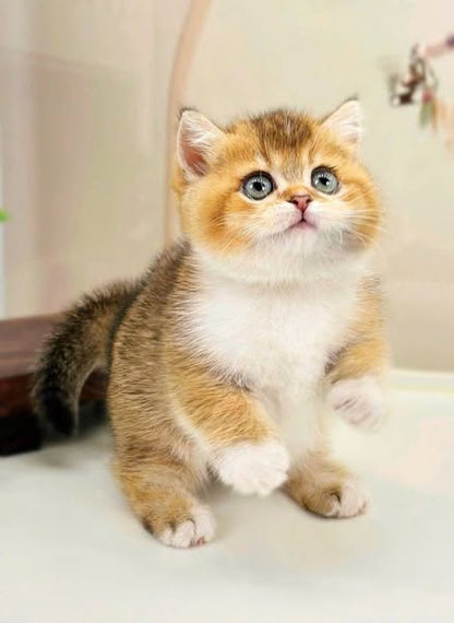 Munchkin