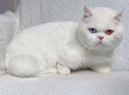 Munchkin