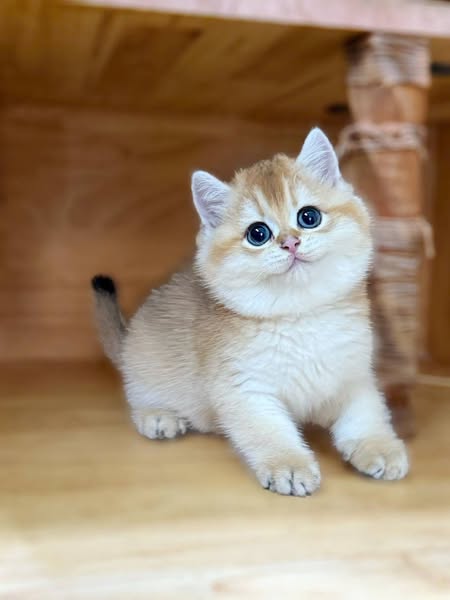 British Shorthair