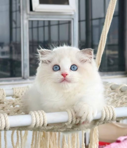Ragdoll