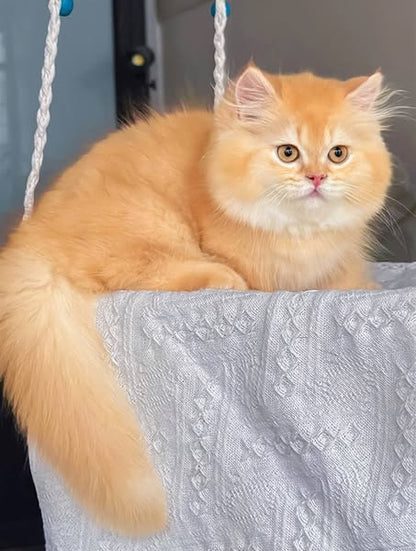 Munchkin