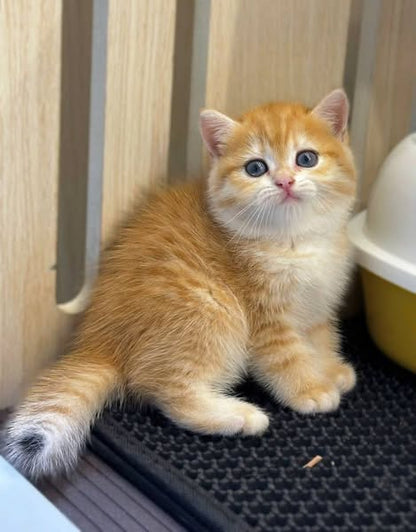 British Shorthair
